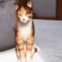 ProjectCat游戏